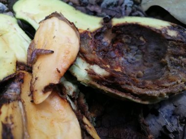 Solucan Latin Amerika 'da avokado meyvesini etkiliyor