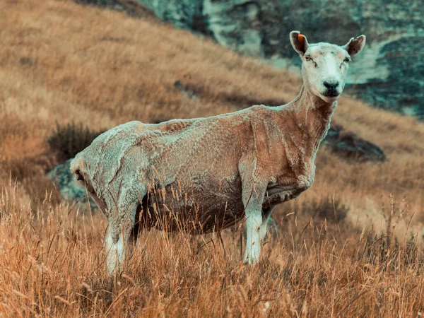 羊最近被剪下来 摆出侧面 看着乡村的相机 新西兰的秋天 — 图库照片