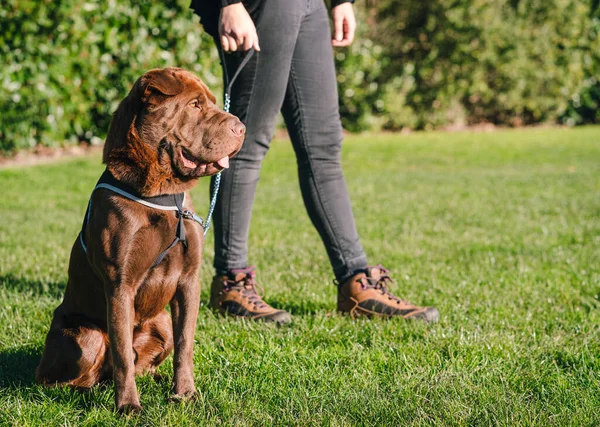 シャーペイラブラドールミックス犬は草の上にハーネスを着て座っている間 彼の所有者は彼に散歩を与える 家畜の概念 — ストック写真