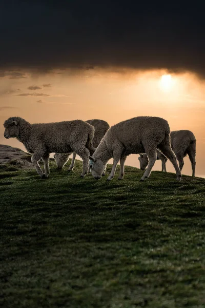 一群羊在山坡上美丽的云天日出时吃草 纵向摄影 — 图库照片