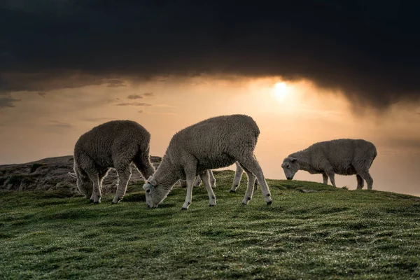 Tres Ovejas Comiendo Hierba Hermoso Amanecer Nublado Campo — Foto de Stock