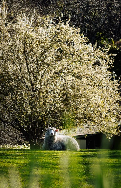 Bílé Ovce Sedí Trávě Farmy Krásným Švestkovým Květu Vzadu Svislá — Stock fotografie