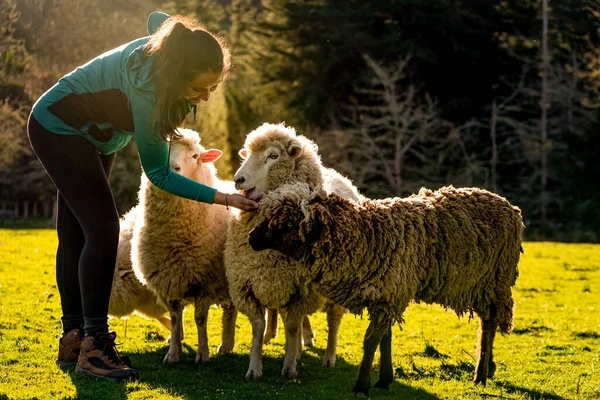 年轻妇女在农田里喂羊 日落时间 — 图库照片