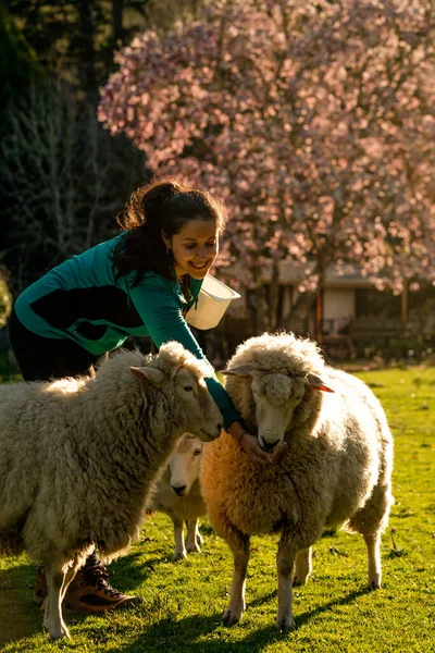 女人喂羊 笑着纵向摄影 — 图库照片