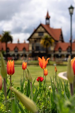 Devlet Bahçeleri 'nin arkasında Rotorua Müzesi olan turuncu laleler. Rotorua şehir merkezi, Yeni Zelanda. Eylül 2020.