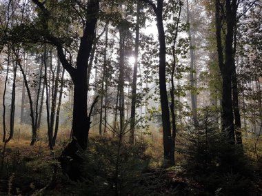 Sonnenlicht im Wald im Fruehling