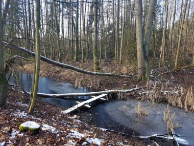 Wald im Winter ve Frost