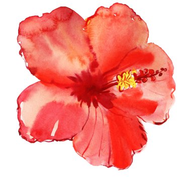 Beyaz arka plan üzerinde izole hibiscus çiçek. Suluboya resim.