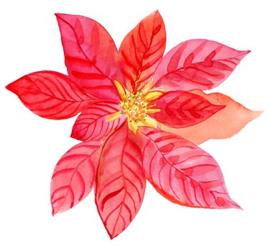 Noel buket Atatürk çiçeği çiçek, suluboya resim