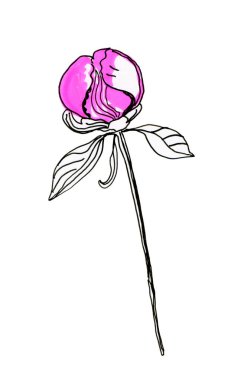 Şakayık çiçeği beyaz arka plan üzerinde izole bud