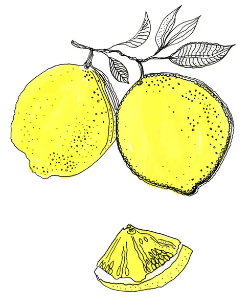 Ilustración Dibujada Mano Hermosos Limones Amarillos Fruta — Foto de Stock