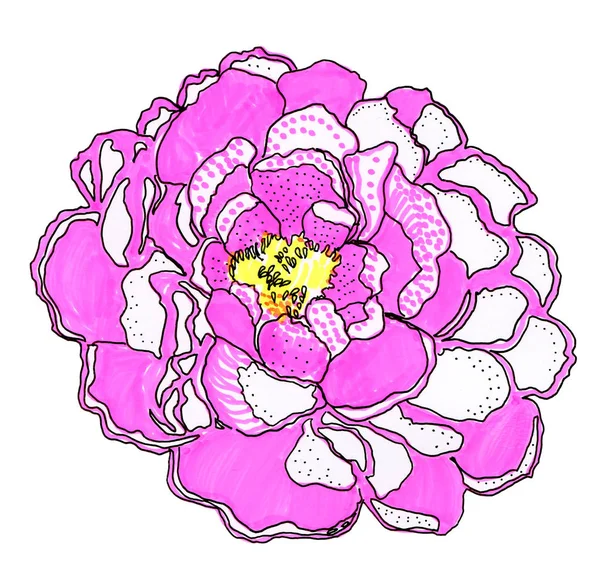 Floral Flower Natural Design Graphic Sketch Drawing Rose — Stock Photo, Image