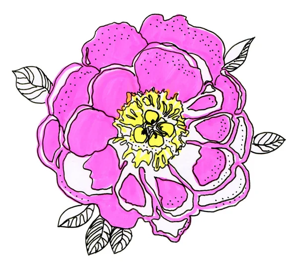 Floral Flower Natural Design Graphic Sketch Drawing Rose — Stock Photo, Image