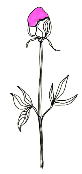 Παιωνία Λουλούδι Οφθαλμός Που Απομονώνονται Λευκό Φόντο — Φωτογραφία Αρχείου
