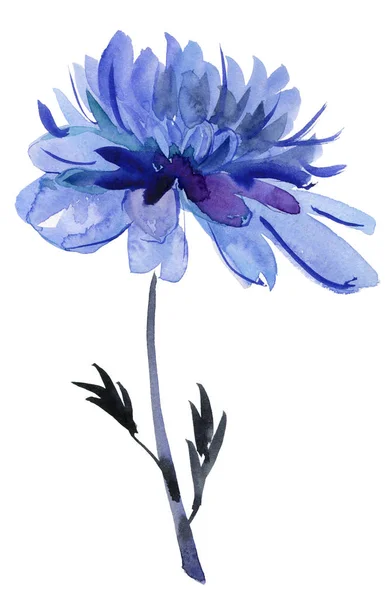 Light Blue Flower White Background Isolated Clipping Path Closeup Big — Stock Photo, Image