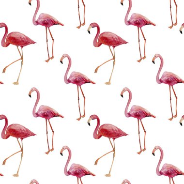 Beyaz arkaplanda izole edilmiş pembe flamingo deseni