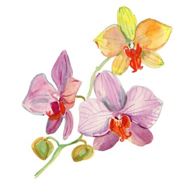 Beyaz arkaplanda izole edilmiş pembe ve sarı orkideler