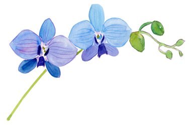 Beyaz arkaplanda izole edilmiş suluboya mavi orkideler