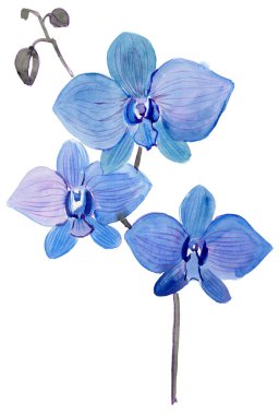 Beyaz arkaplanda izole edilmiş suluboya mavi orkideler
