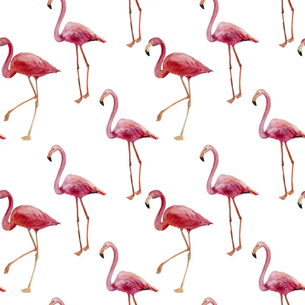 Padrão Flamingos Rosa Isolado Fundo Branco — Fotografia de Stock