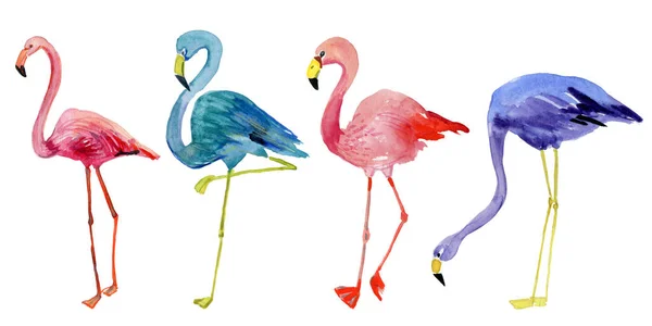 Set Van Kleurrijke Flamingo Geïsoleerd Witte Achtergrond — Stockfoto