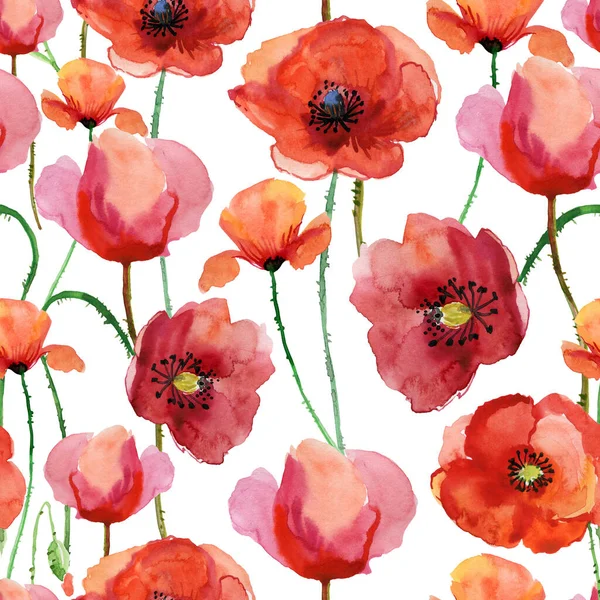 Aquarelle Coquelicots Rouges Isolés Sur Fond Blanc — Photo