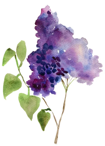 白色底色的淡紫色水彩花 — 图库照片