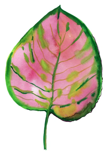 Folha Monstera Rosa Verde Isolada Fundo Branco — Fotografia de Stock