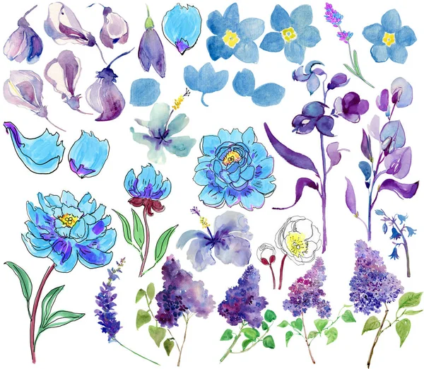 Conjunto Acuarela Con Flores Azules Violetas Aisladas Sobre Fondo Blanco — Foto de Stock