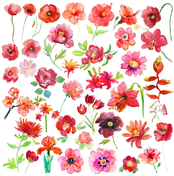 Aquarel Set Van Felroze Rode Bloemen Geïsoleerd Witte Achtergrond — Stockfoto