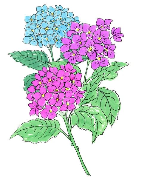 Kék Rózsaszín Hortenzia Izolált Fehér Alapon — Stock Fotó