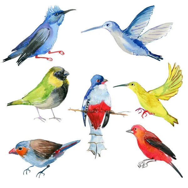 Set of watercolor colourful birds isolated on white background — Stock Image Set Watercolor Colourful Birds Isolated White Background Royalty Free Stock Images