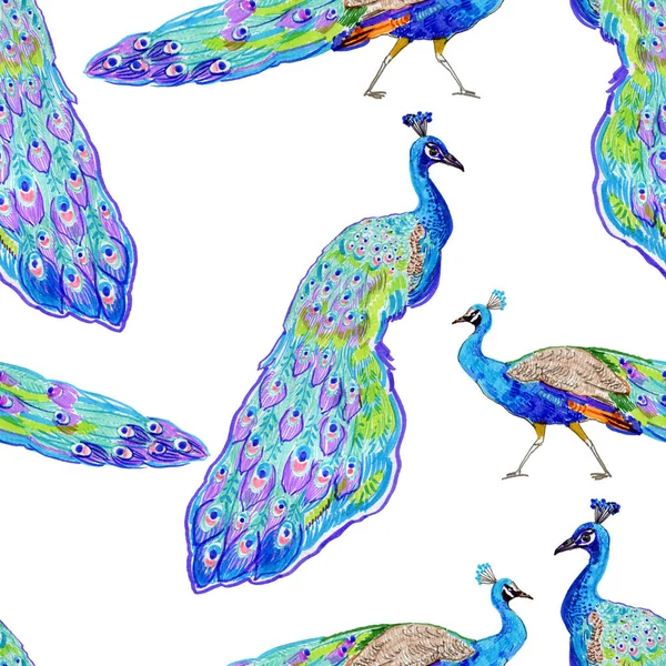 Renkli Tavus Kuşlarıyla Kusursuz Bir Arkaplan — Stok fotoğraf