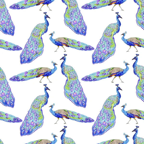色彩斑斓的孔雀的无缝隙背景 — 图库照片