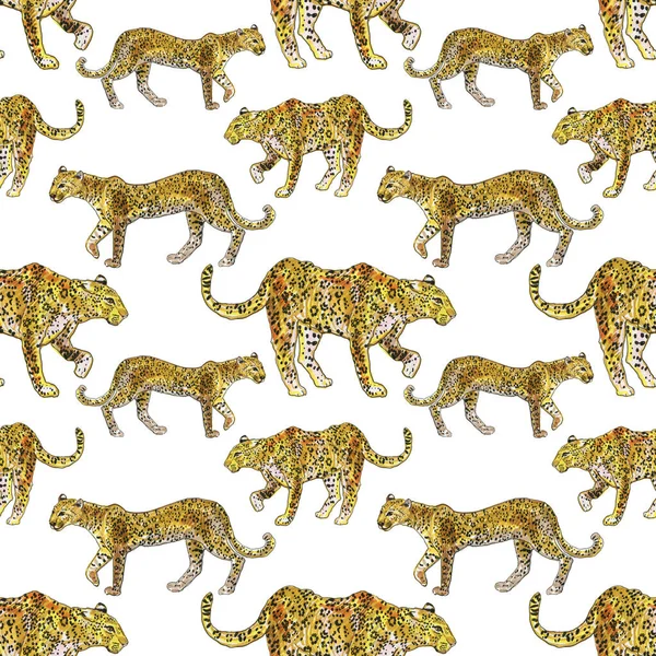 Fundo Sem Costura Com Leopardos Isolados Branco — Fotografia de Stock