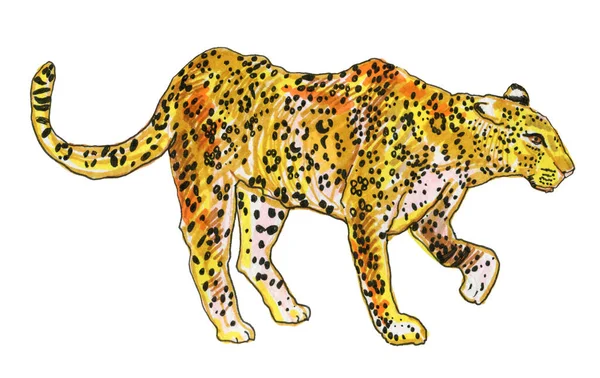 Акварельний Леопард Ізольований Білому Тлі — стокове фото
