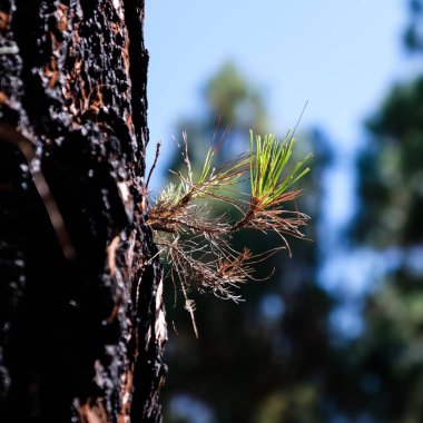 Orman ateşi sonrasında Conifer Tree Life kazanır