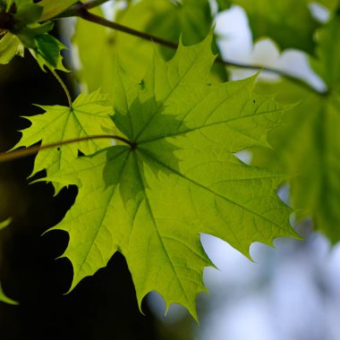 Büyük hem genç akçaağaç yaprakları küçük gölge