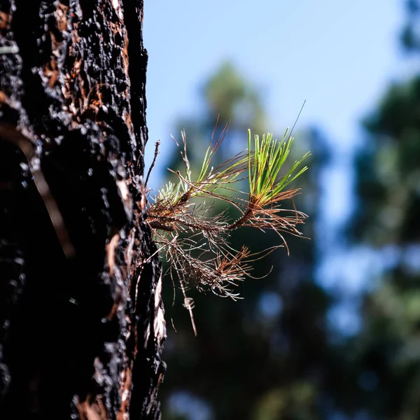 Orman ateşi sonrasında Conifer Tree Life kazanır