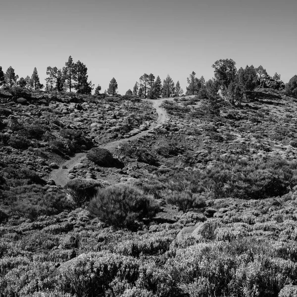 Ein gewellter Pfad durch die Wildnis des Mount Teide — Stockfoto