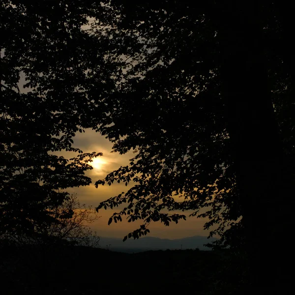 Evening sun over the Vosges watched through dark trees — Stock Photo, Image