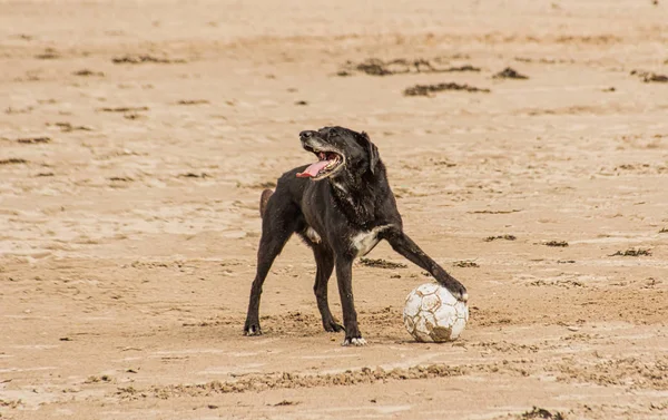 Köpek plaj tarafında bir futbol topu tutan