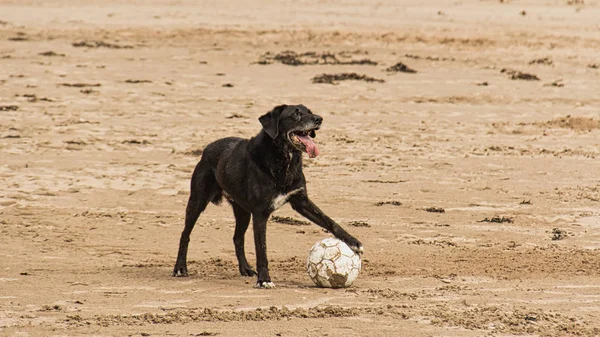 Köpek plaj tarafında bir futbol topu tutan