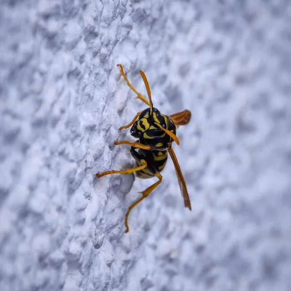 Lonely wasp crawling on white house wall — Stock Photo, Image