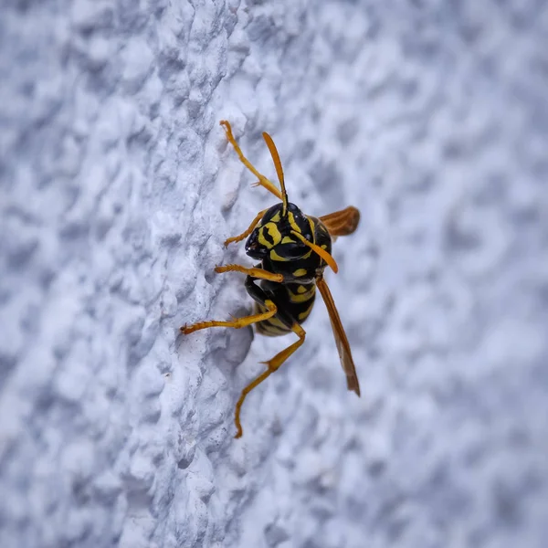 Beyaz Saray duvarında yalnız WASP sürünüyor