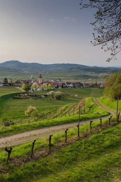 Erken bir bahar sabahı Burkheim Kaiserstuhl yolu