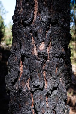 Bir orman yangınından sonra koyu kömürleşmiş çam ağacı kabuğu