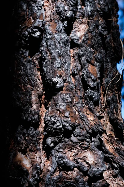 Dark charred pine tree bark after a forest fire — Stock Photo, Image