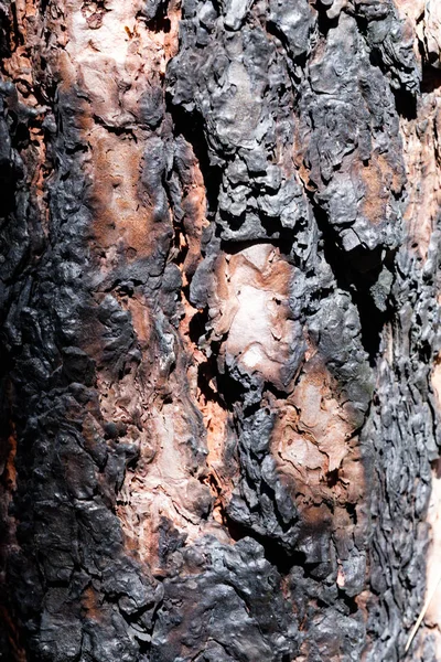 Ciemne szarpany kora sosny po pożarze lasu — Zdjęcie stockowe