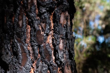 Bir orman yangınından sonra koyu kömürleşmiş çam ağacı kabuğu